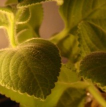 Licht